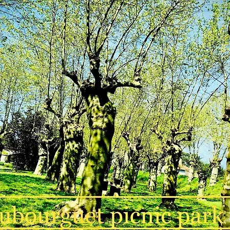 Wisteriamaubourguet * Maubourguet